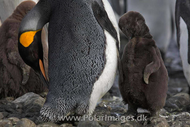 King penguin, Salisbury Plain_MG_0501