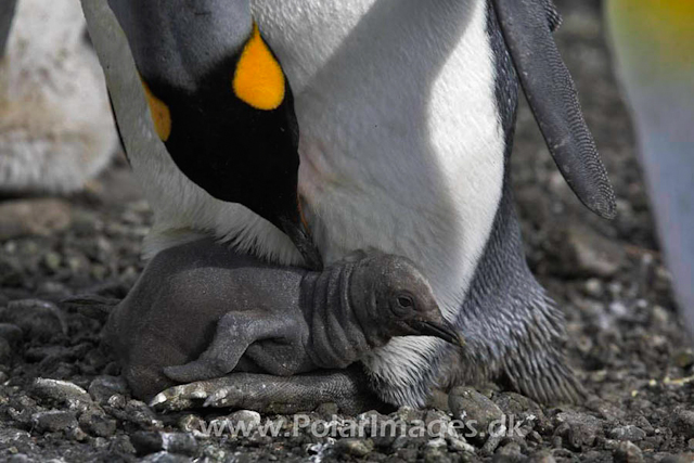 King penguin, Salisbury Plain_MG_0520