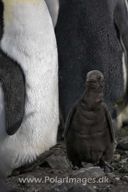 King penguin, Salisbury Plain_MG_0532