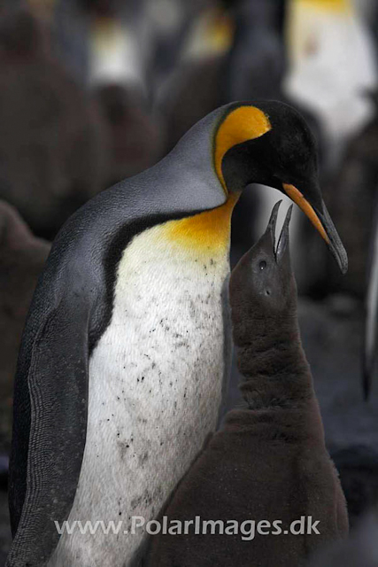 King penguin, Salisbury Plain_MG_0555