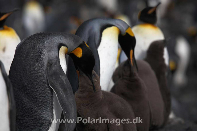 King penguin, Salisbury Plain_MG_0570