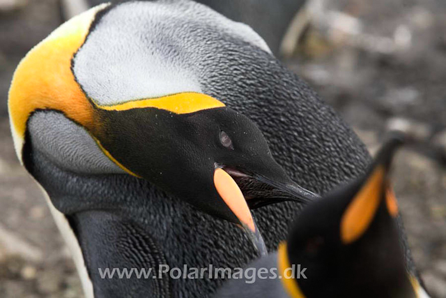 King penguin, Salisbury Plain_MG_0601