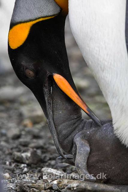 King penguin, Salisbury Plain_MG_0613