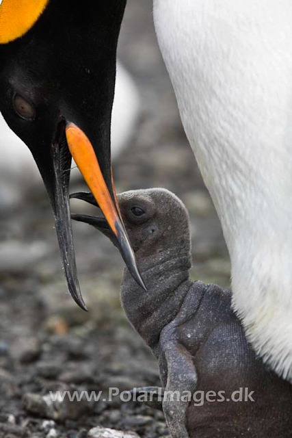 King penguin, Salisbury Plain_MG_0614