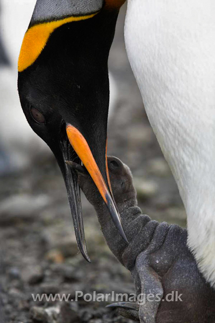 King penguin, Salisbury Plain_MG_0615