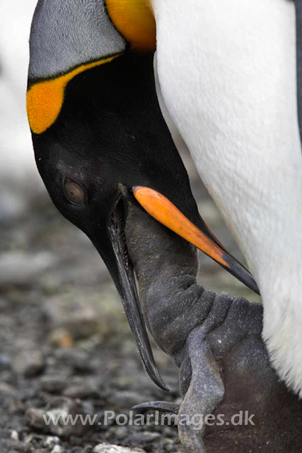 King penguin, Salisbury Plain_MG_0616