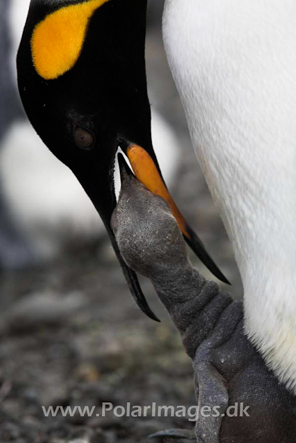 King penguin, Salisbury Plain_MG_0620