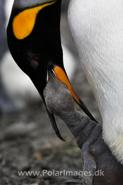 King penguin, Salisbury Plain_MG_0621