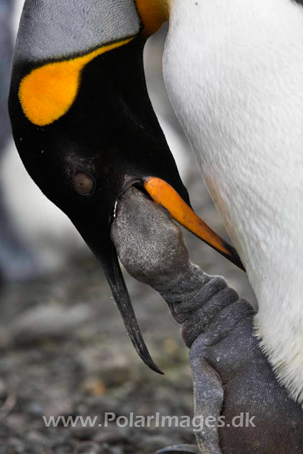 King penguin, Salisbury Plain_MG_0623