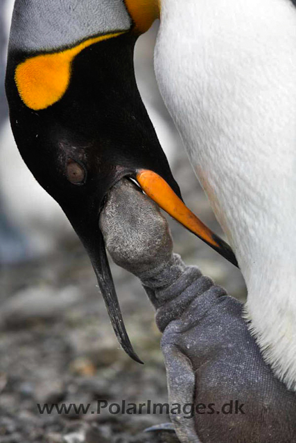 King penguin, Salisbury Plain_MG_0624