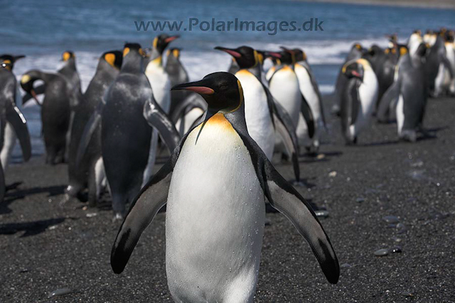 King penguin, Salisbury Plain_MG_7185