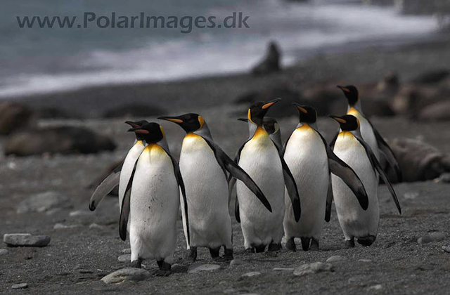 King penguin, Salisbury Plain_ MG_0466