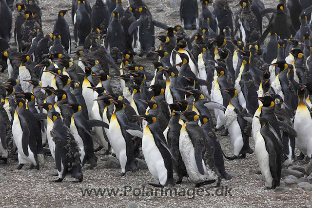 King penguin, St Andrews Bay_MG_1187