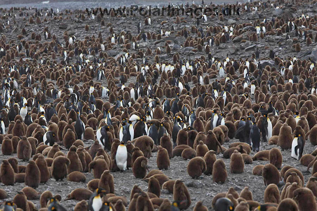 King penguin, St Andrews Bay_MG_1190