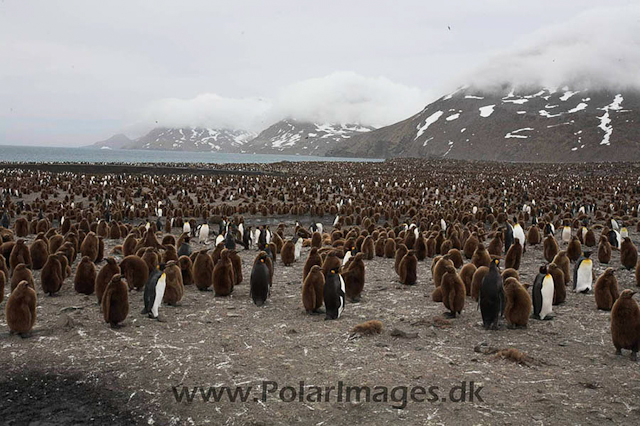 King penguin, St Andrews Bay_MG_1209