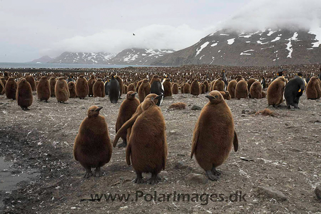 King penguin, St Andrews Bay_MG_1223