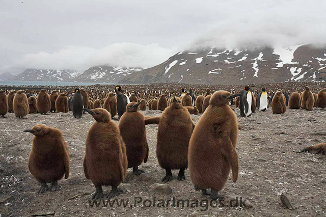 King penguin, St Andrews Bay_MG_1225