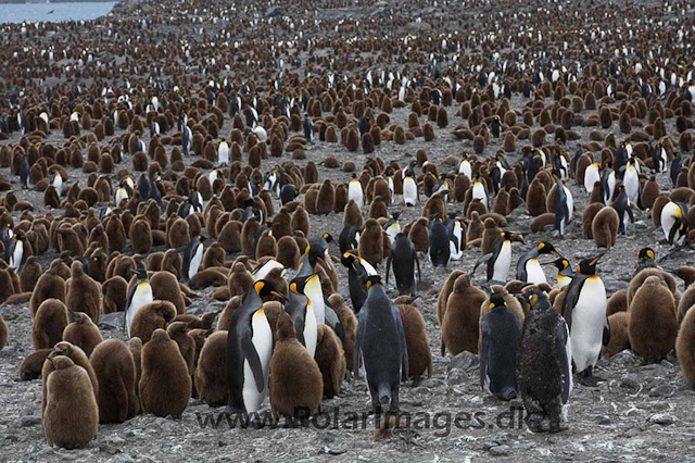 King penguin, St Andrews Bay_MG_1246