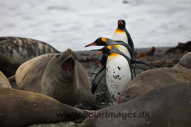 King penguin, St Andrews Bay_MG_1332