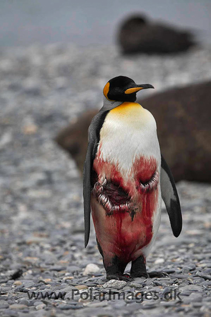 King penguin, St Andrews Bay_MG_1344