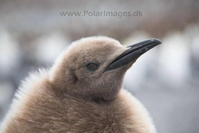 King penguin chick, SG_MG_7335