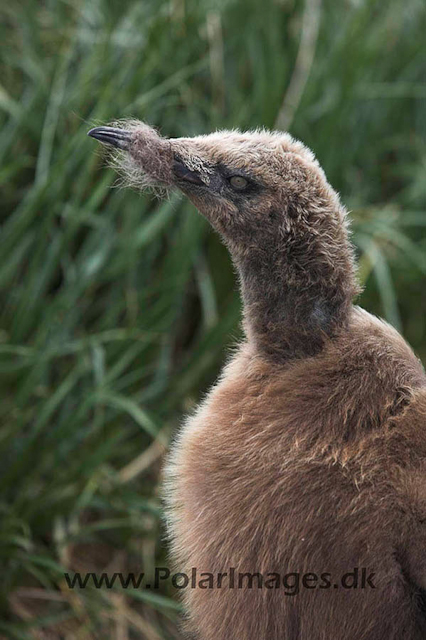 King penguin chick, Salisbury Plain_MG_7395