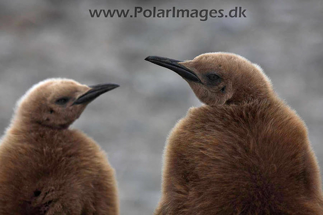 King penguin chicks, St Andrews Bay_MG_1313