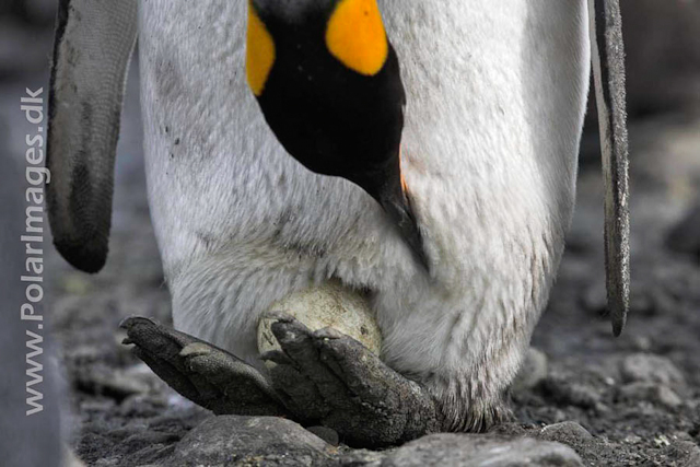 King penguin with egg, Salisbury Plain_MG_0587