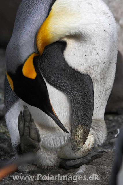 King penguin with egg, Salisbury Plain_MG_0595