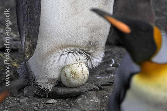 King penguin with egg, Salisbury Plain_MG_0604