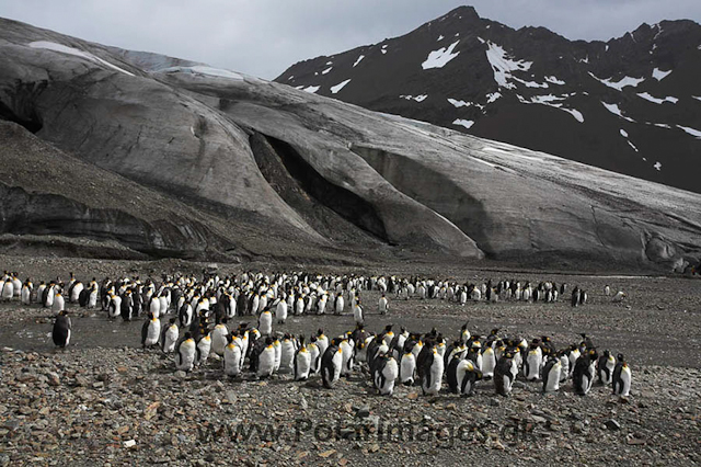 King penguins, Fortuna Bay_MG_7849