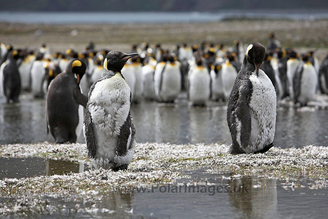 King penguins, Fortuna Bay, SG_MG_9570