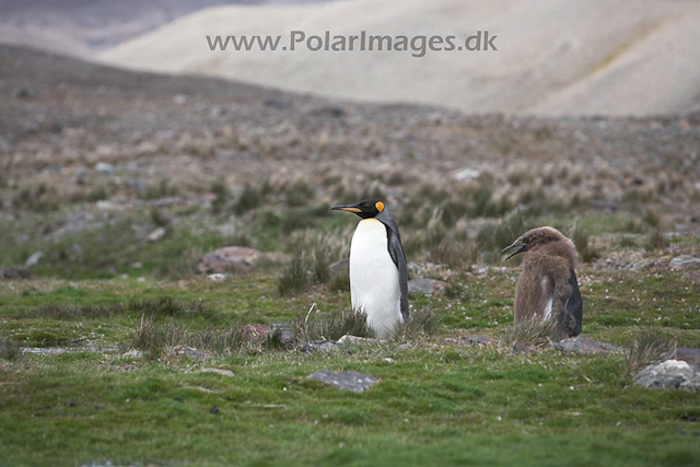 King penguins, Fortuna Bay, SG_MG_9582