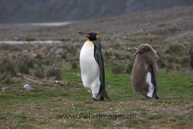 King penguins, Fortuna Bay, SG_MG_9586