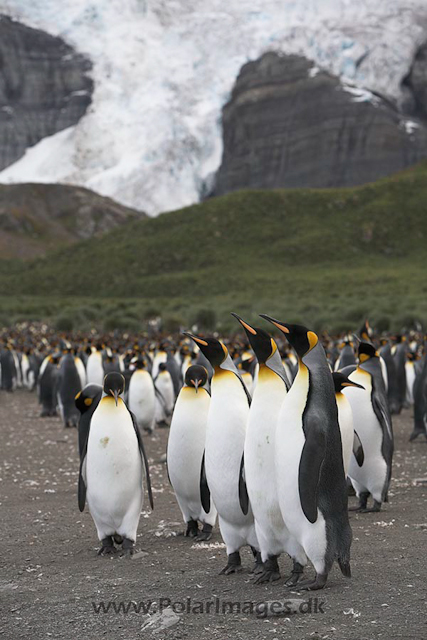 King penguins, Gold Harbour, SG_MG_2393