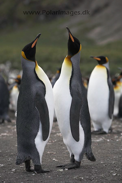 King penguins, Gold Harbour, SG_MG_2395