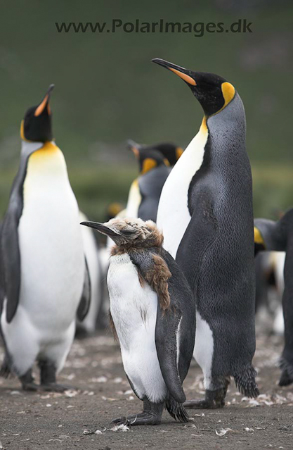 King penguins, Gold Harbour, SG_MG_2399