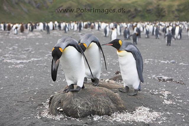 King penguins, Gold Harbour, SG_MG_2407