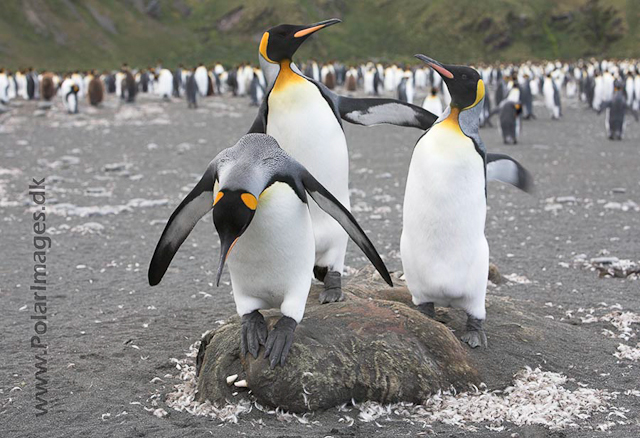 King penguins, Gold Harbour, SG_MG_2410