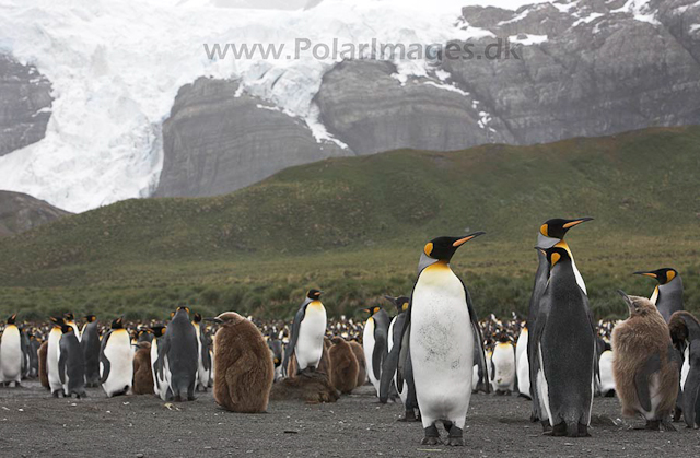 King penguins, Gold Harbour, SG_MG_9821