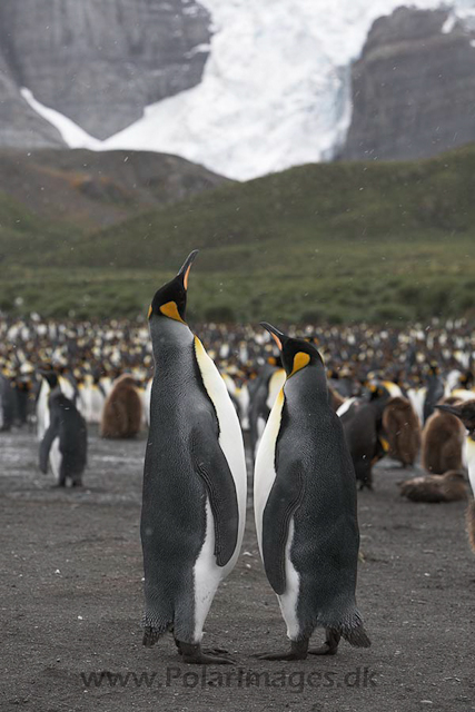 King penguins, Gold Harbour, SG_MG_9857