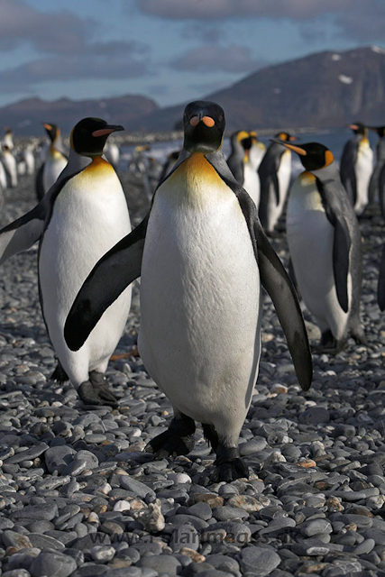 King penguins, SG_MG_3061