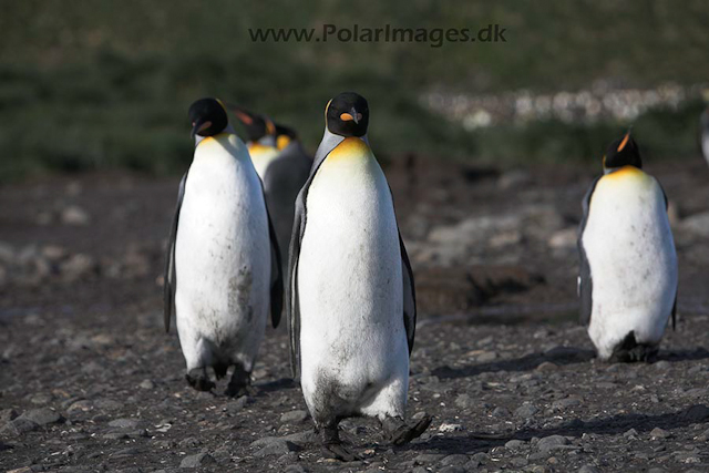 King penguins, SG_MG_3099