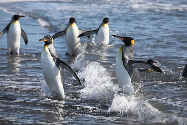 King penguins, SG_MG_3144