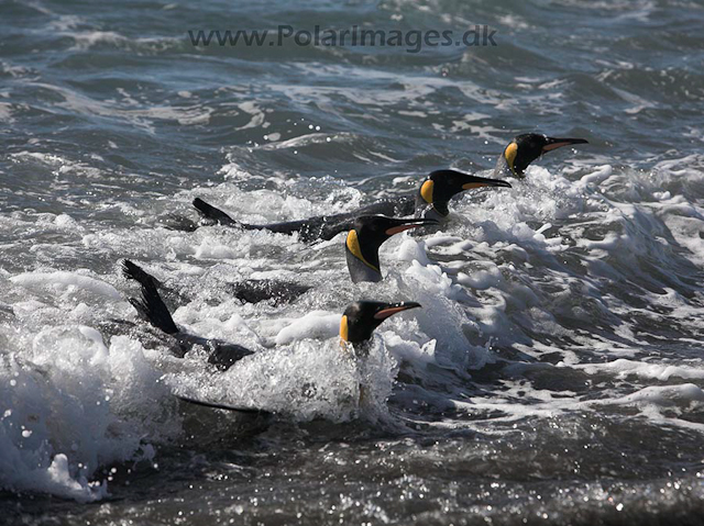 King penguins, SG_MG_3173