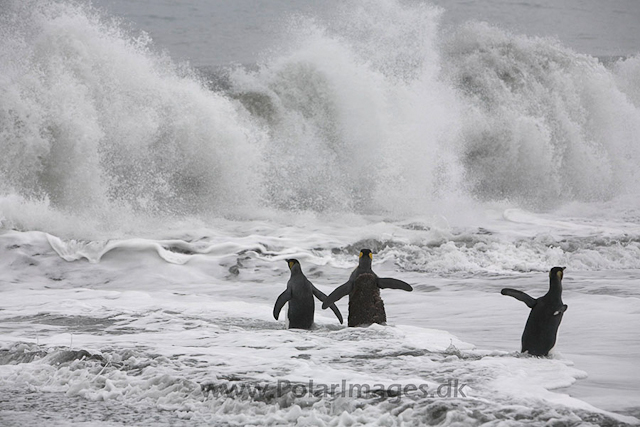 King penguins, SG_MG_9881