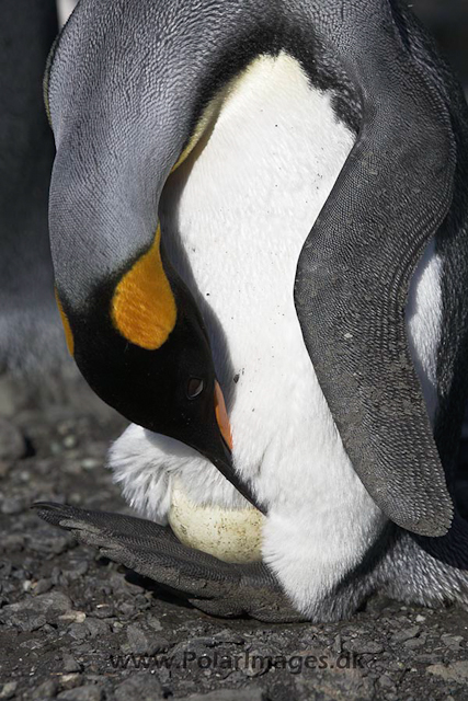 King penguins, SG _MG_3124