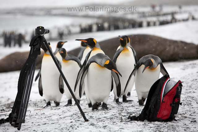 King penguins, Salisbury Plain_MG_0370