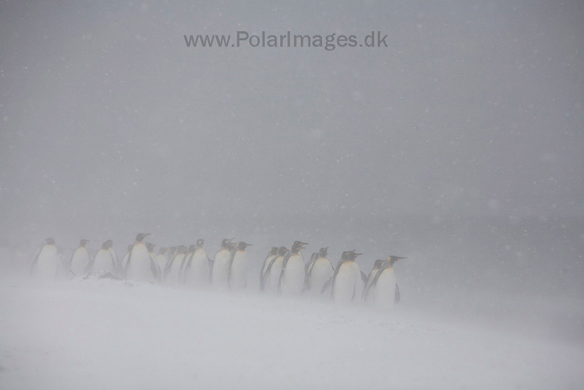 King penguins, Salisbury Plain_MG_0392