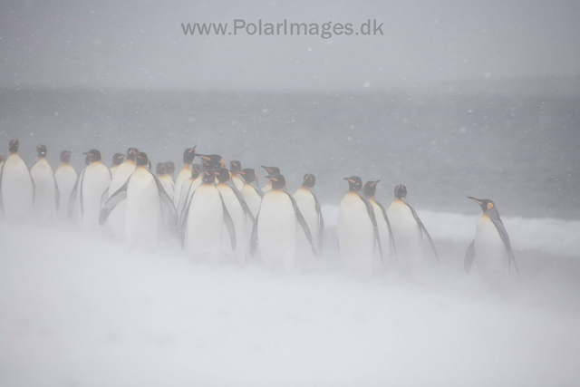 King penguins, Salisbury Plain_MG_0396